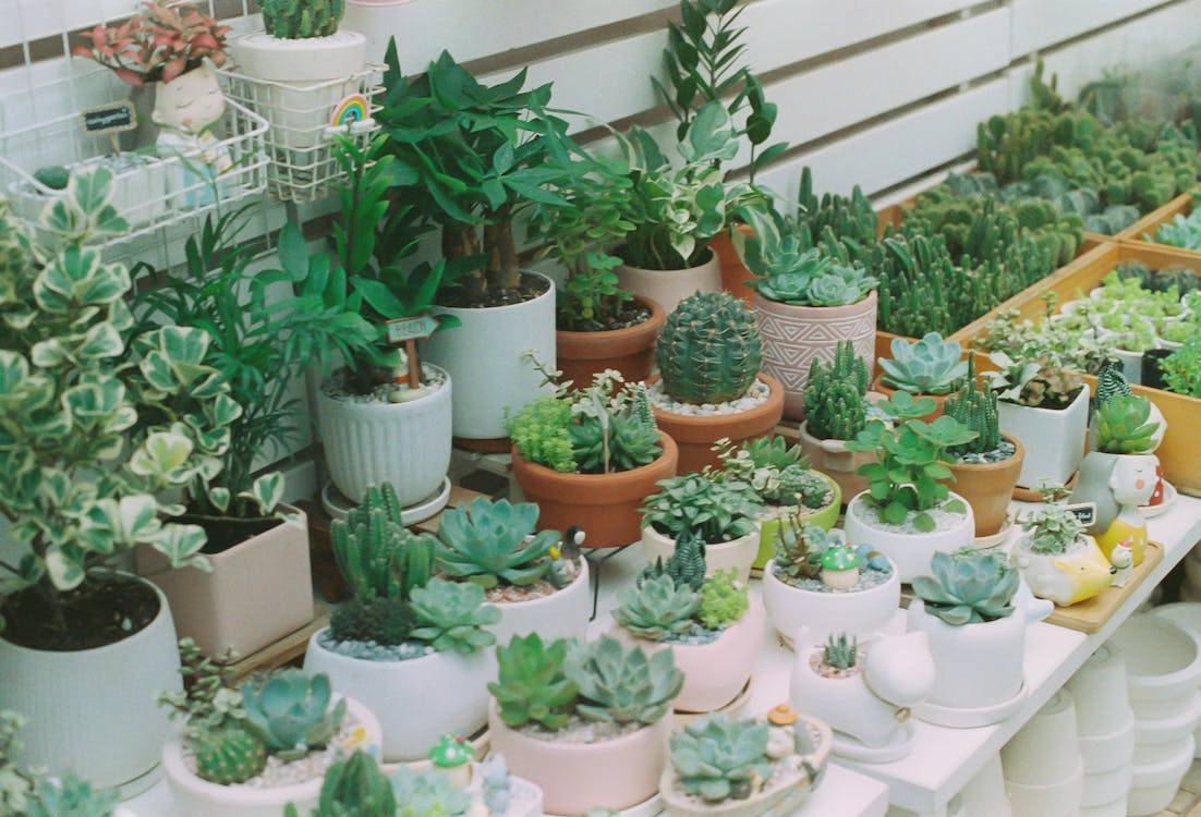 Succulent or airy plants for cheap stocking stuffer idea under $5