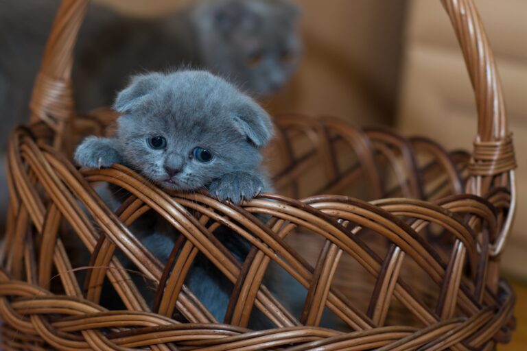 A basket of cute cat as a Christmas basket ideas for girlfriend.